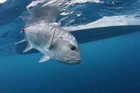 Giant Trevally