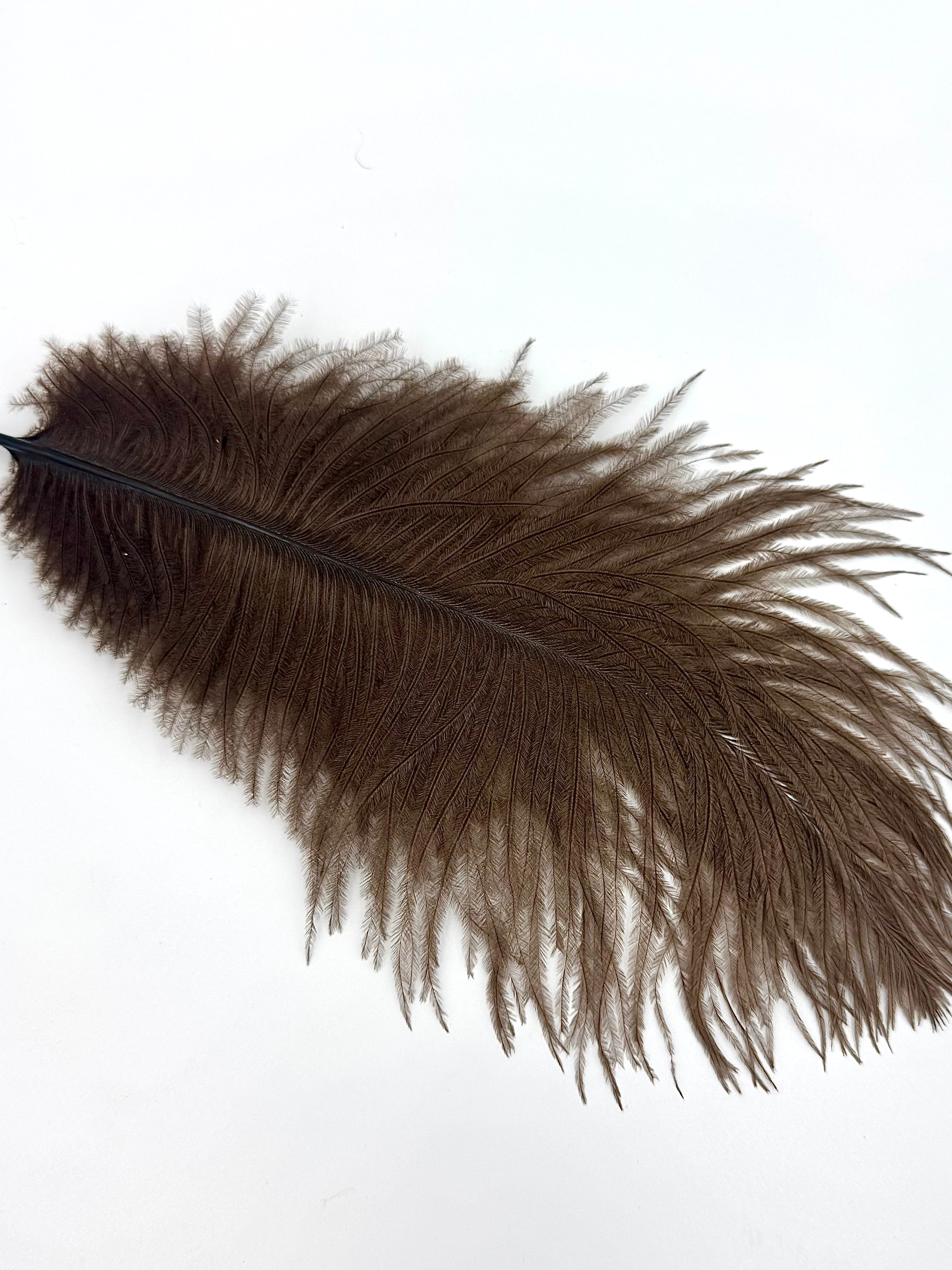 Ostrich Plume (10-12")- Nature's Spirit