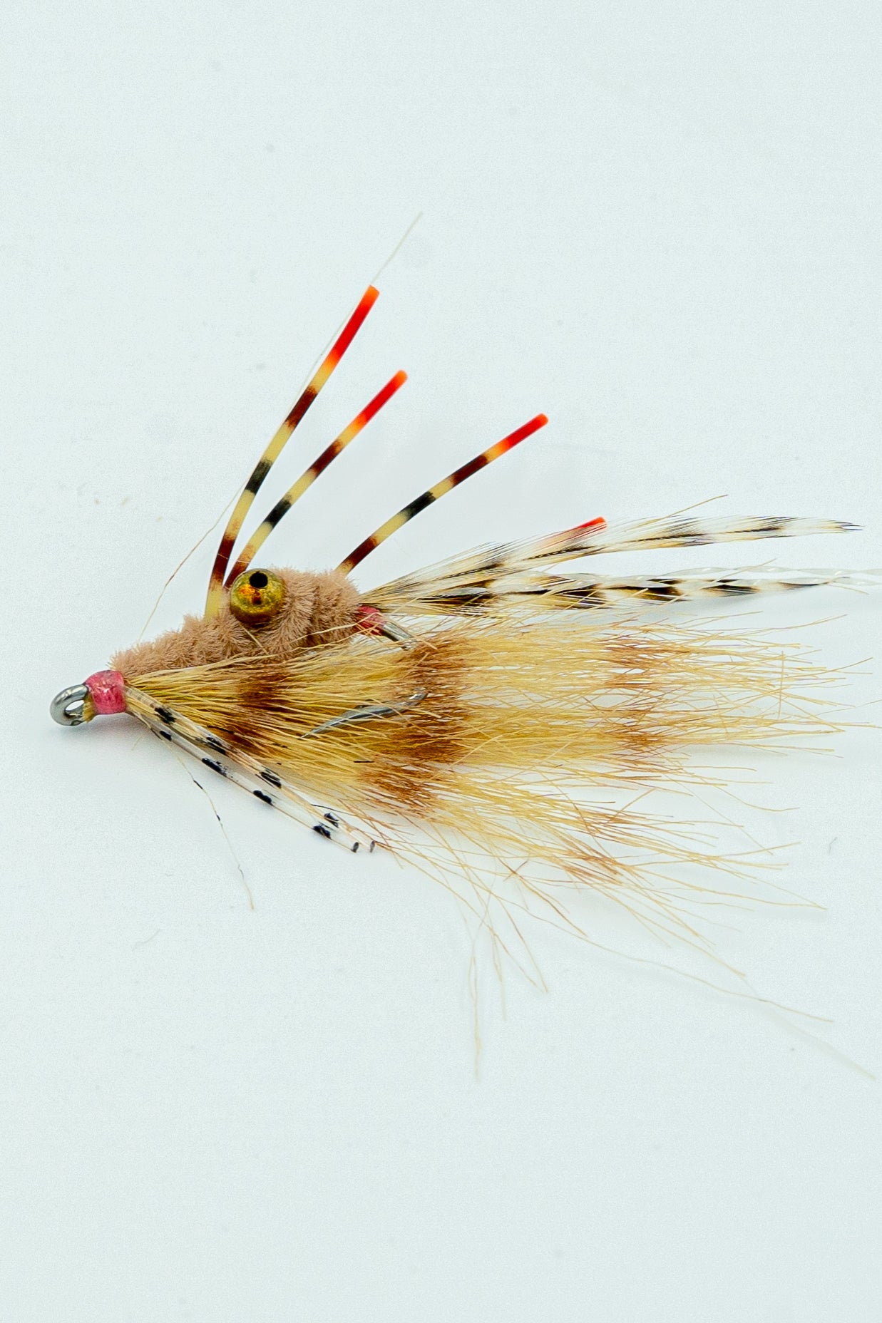 COLBY'S SUGA' DADDIE - Rainy's