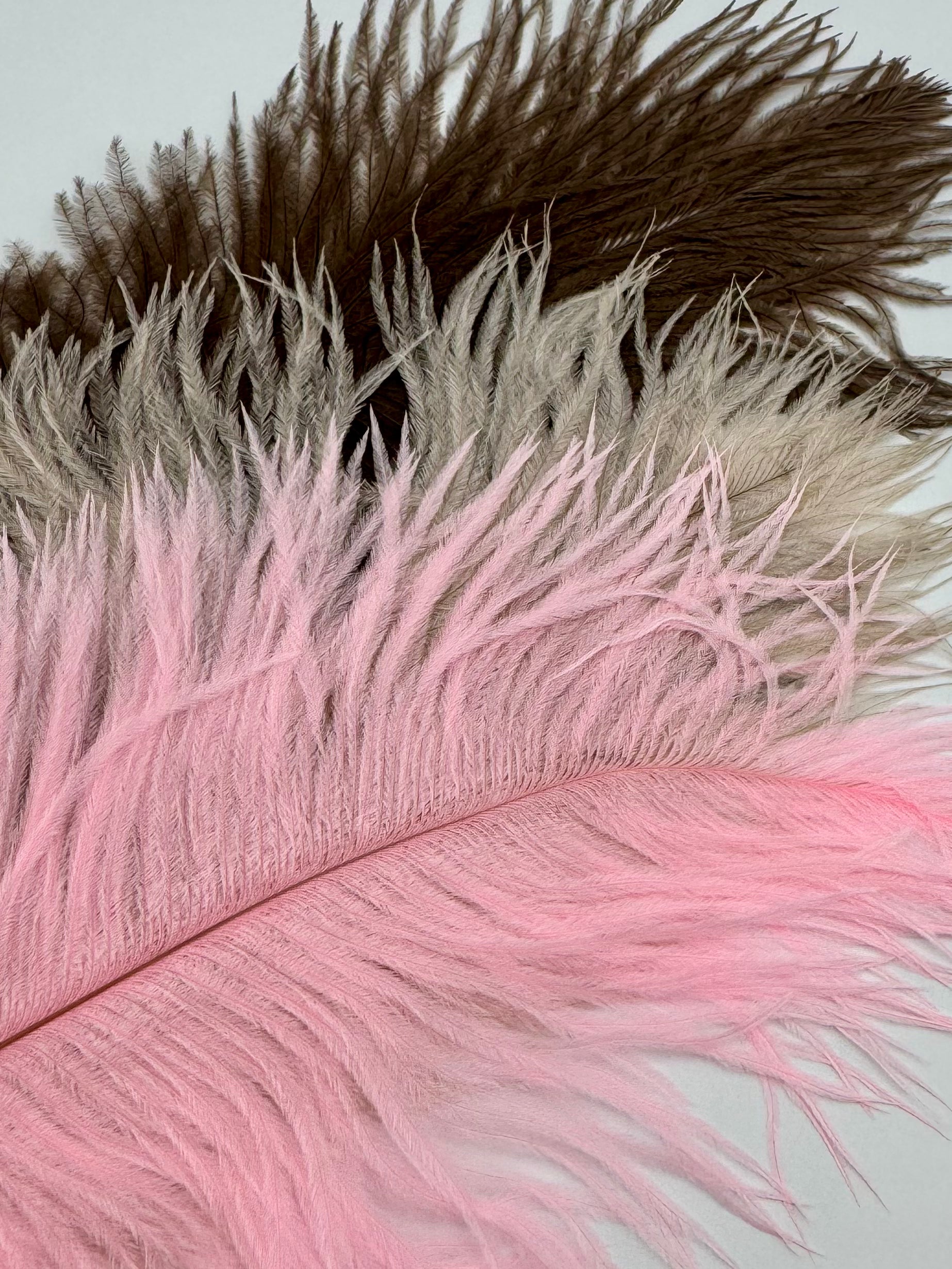 Ostrich Plume (10-12")- Nature's Spirit