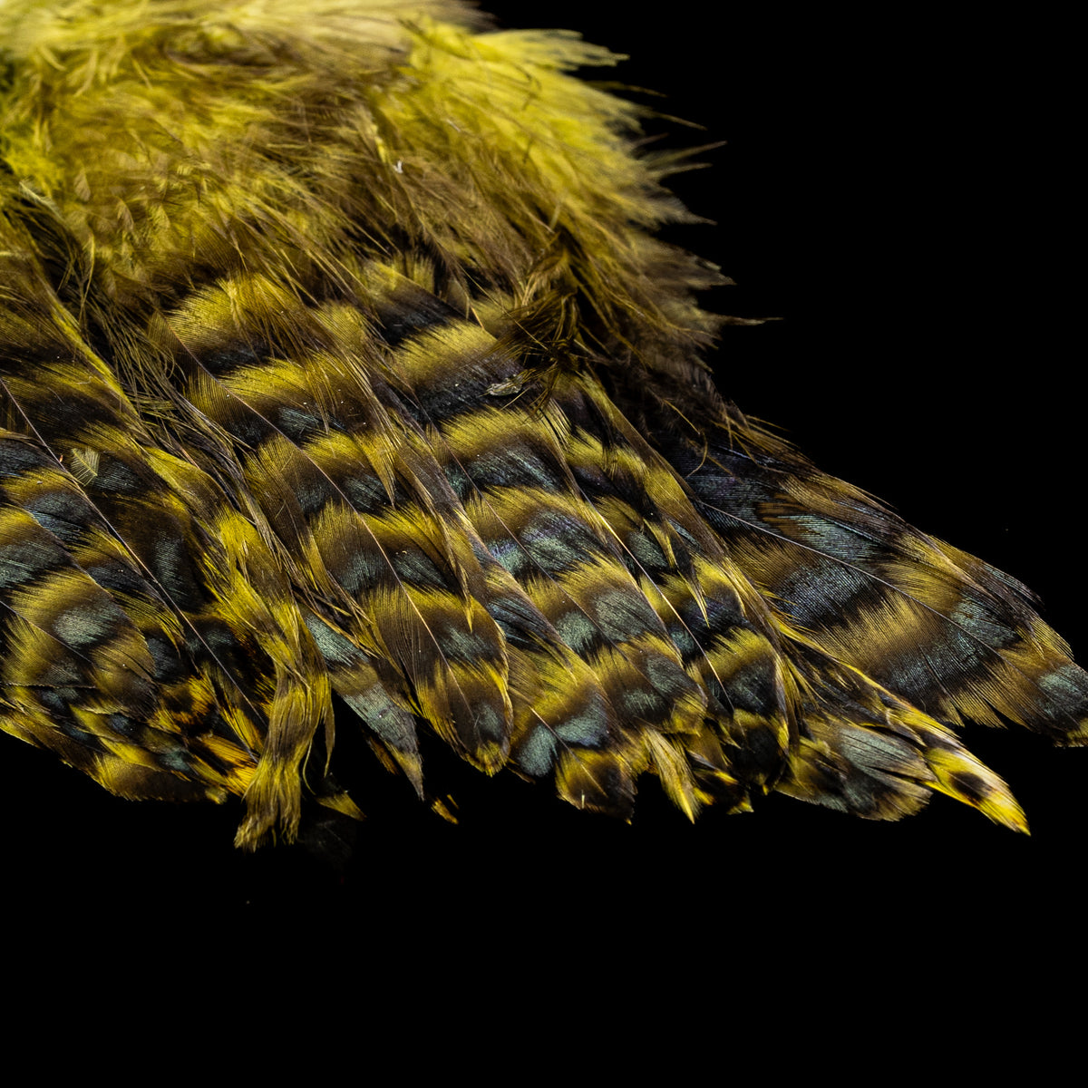 Grizzly Variant Schlappen- Nature's Spirit - fly tying material - image 7