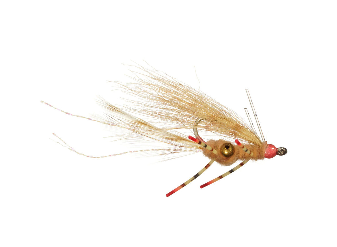 COLBY'S SUGA' DADDIE - Rainy's