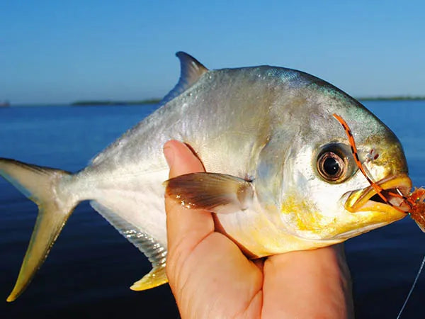 Pompano