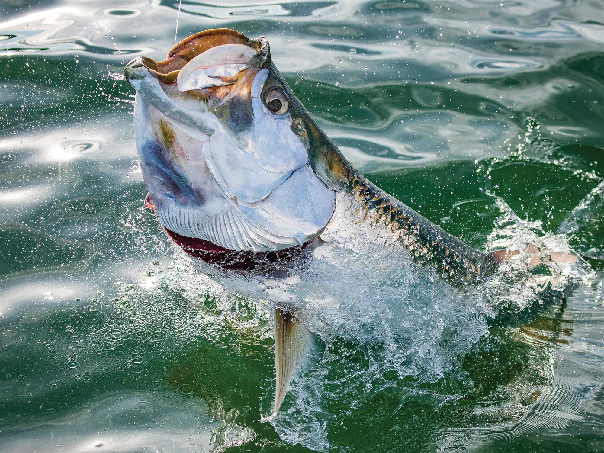 Tarpon Flies