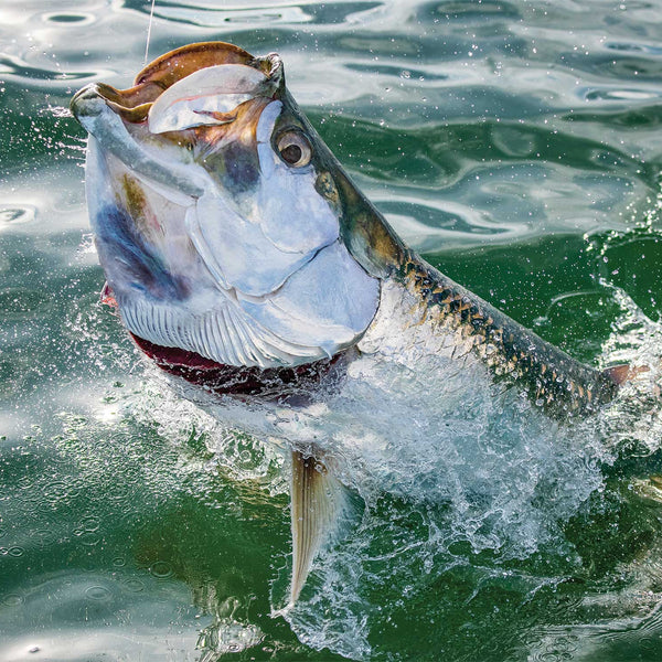 アトランティックターポン Tarpon Flies | 2