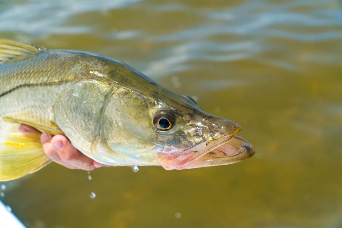 Snook Flies