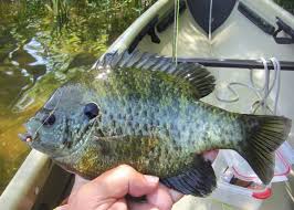 Panfish