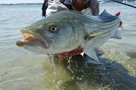 Stripped Bass & Bluefish