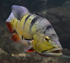 Peacock Bass