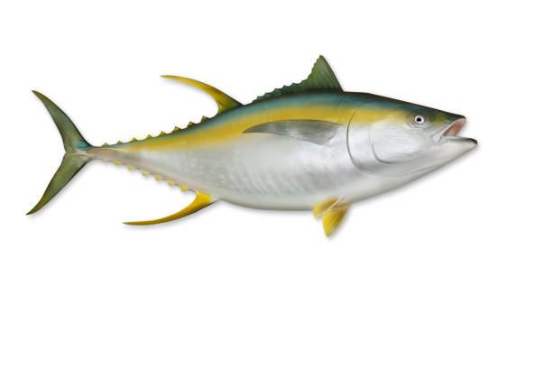 Tuna