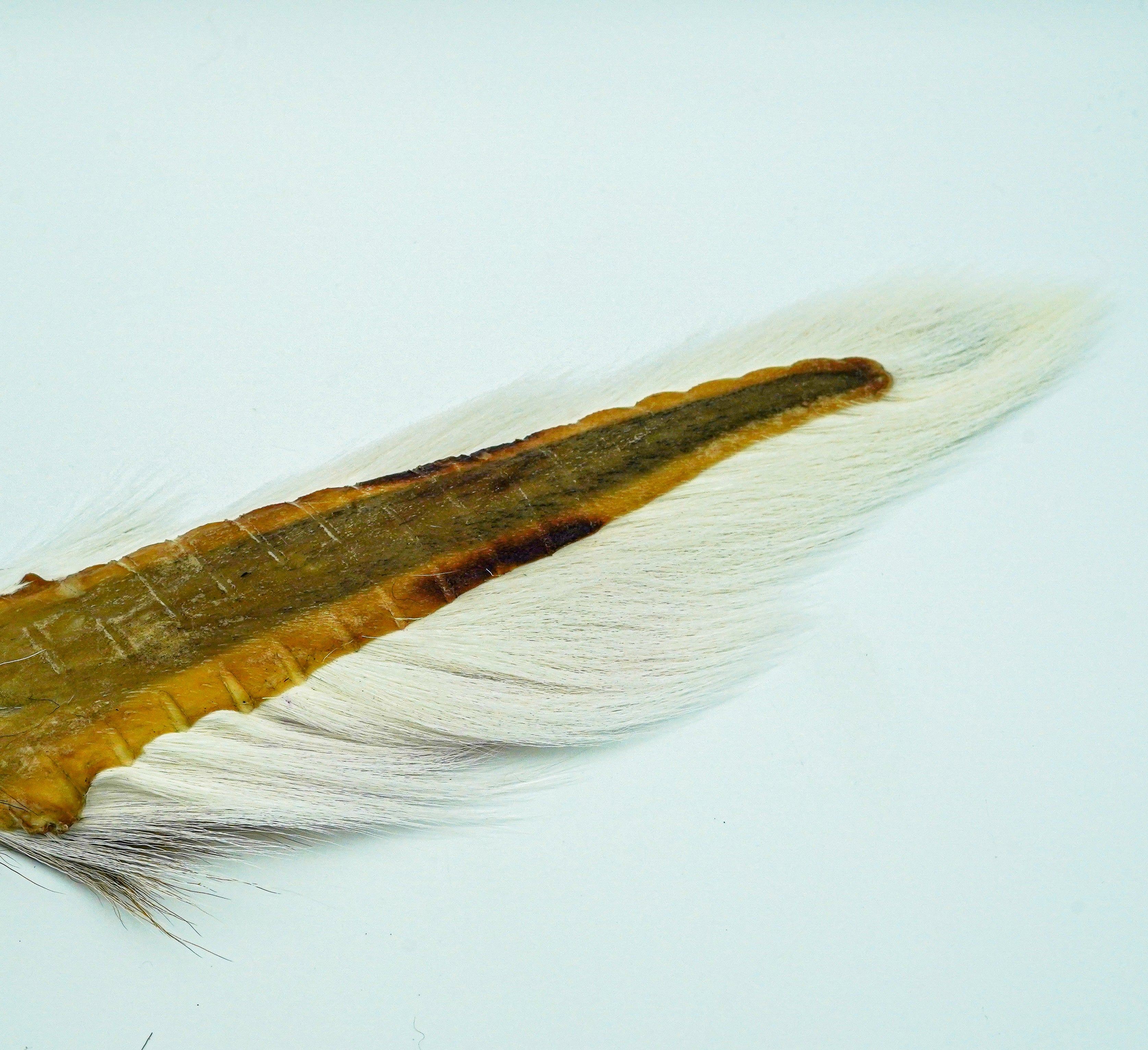 Premium Bucktail – The Fly Hair Co.