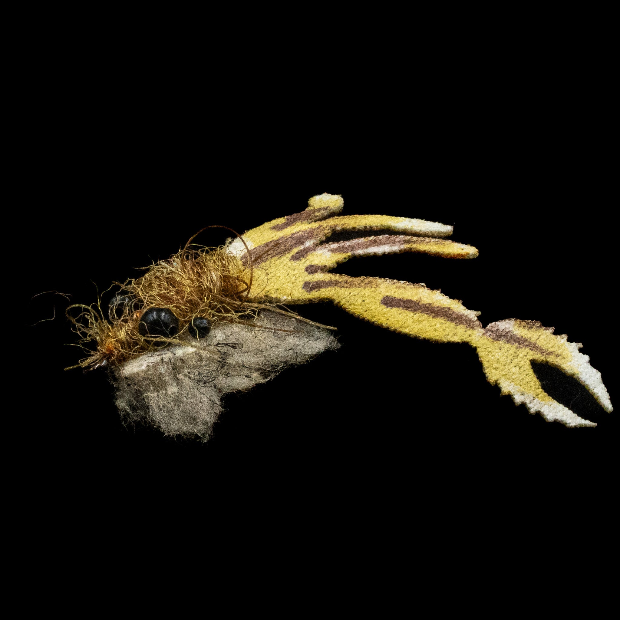 Fuzzback Spy Crab