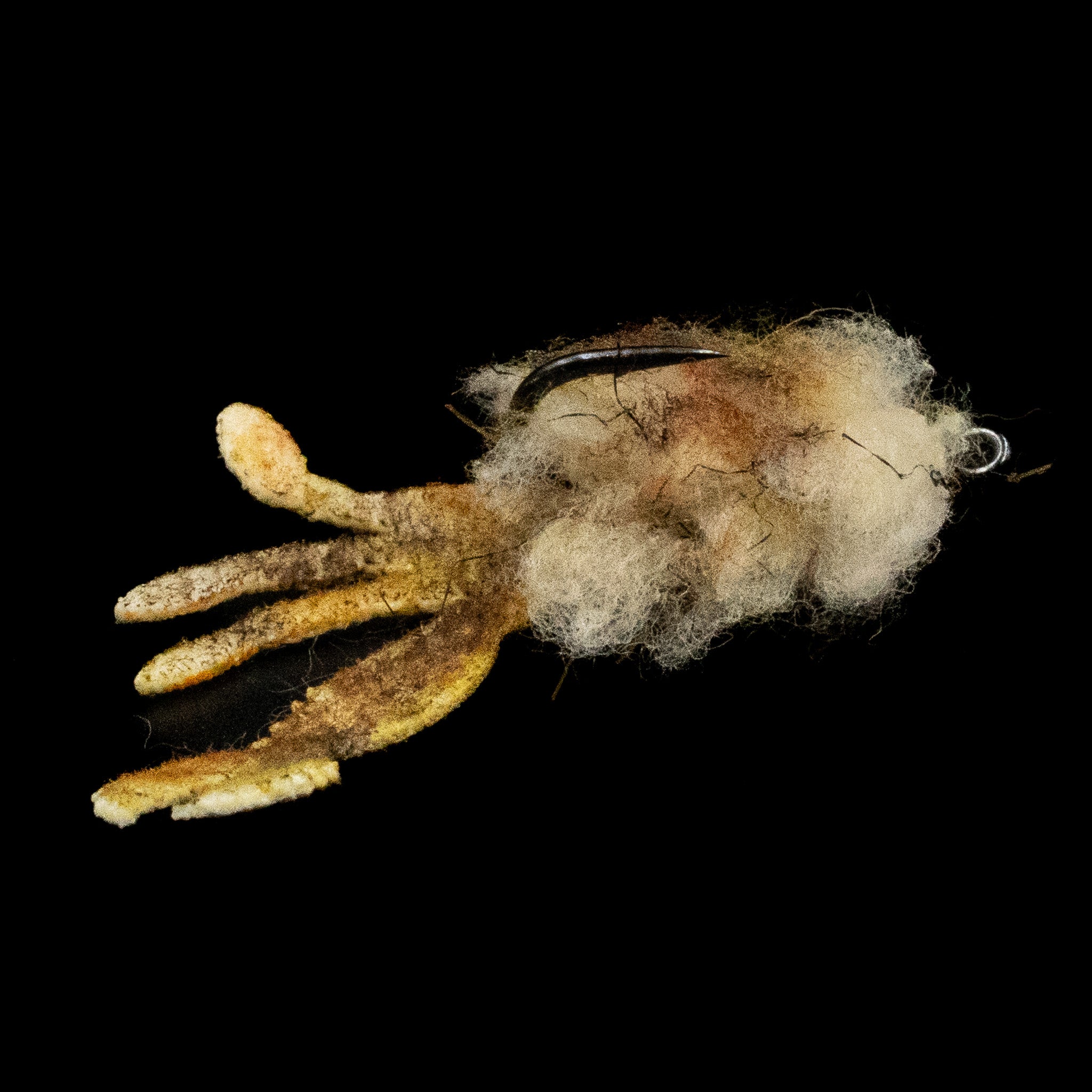 Fuzzback Spy Crab