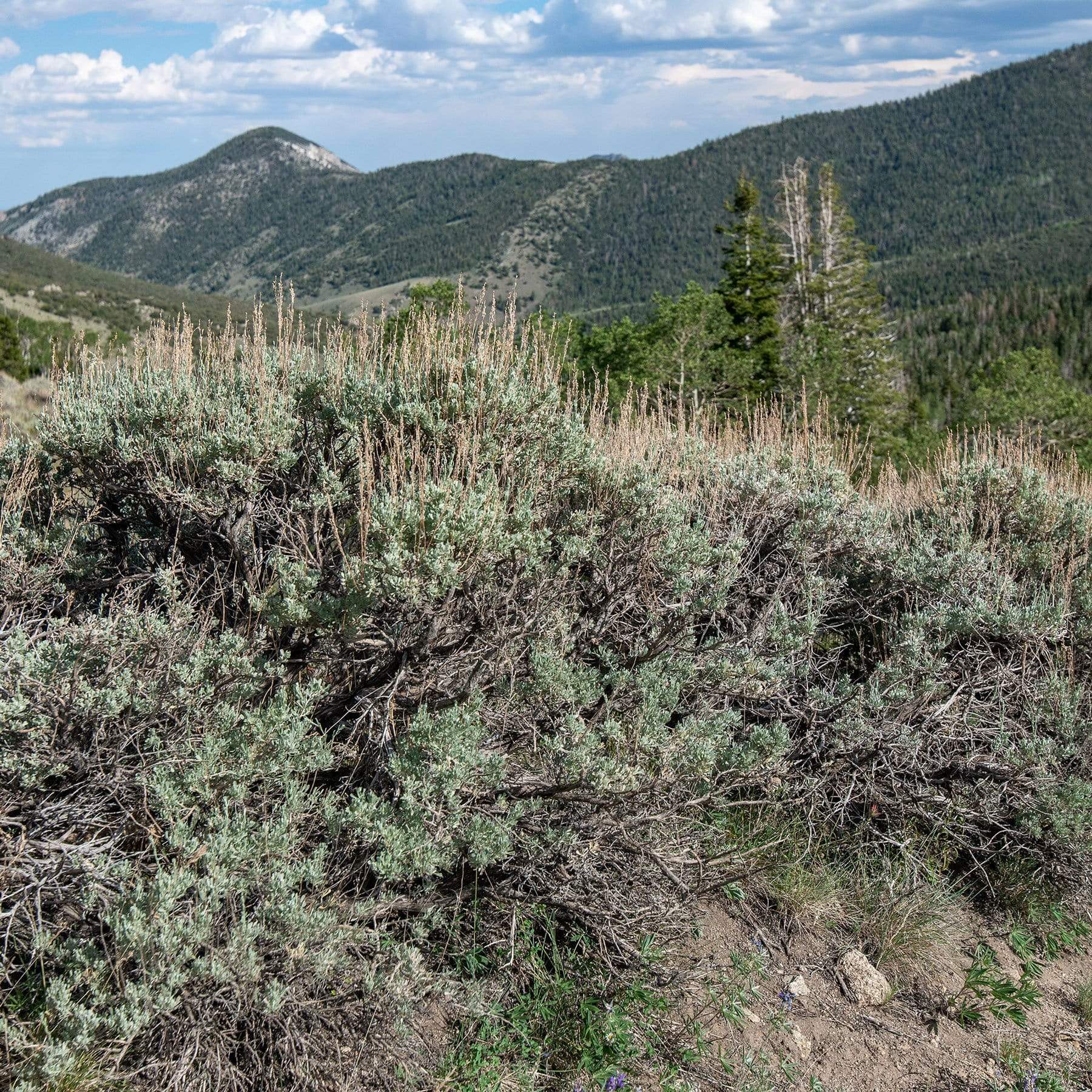 Wyoming Sagebrush + Pine Woven Bracelet