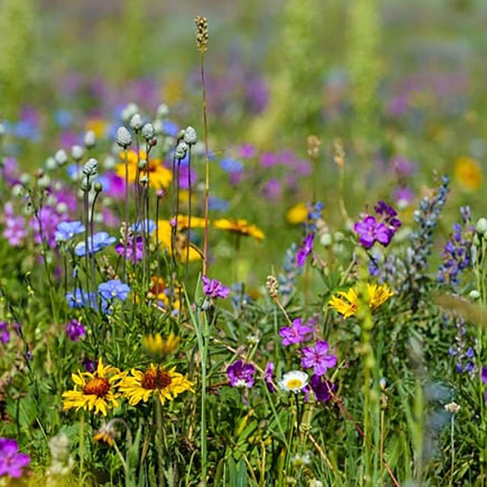 Wyoming Wildflowers Bracelet