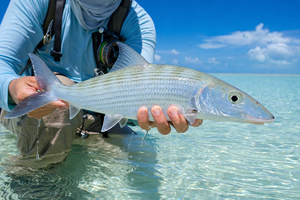 Bonefish