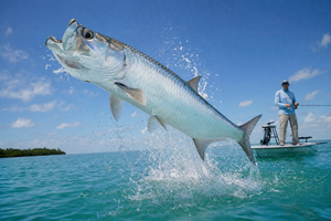 Tarpon