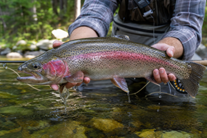 Trout